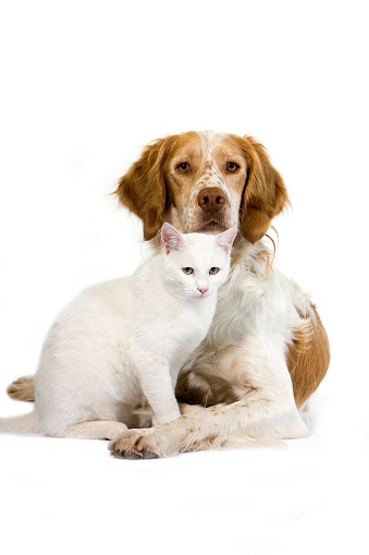 French Spaniel Male (Cinnamon Color) with White Domestic Cat standing against White Background